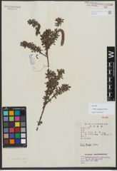 Foto von Salix variegata Franch.